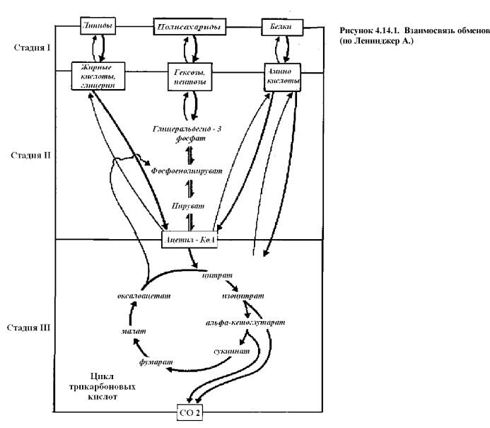 Схема взаимосвязь обмена веществ